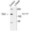TAO Kinase 2 antibody, NB300-233, Novus Biologicals, Western Blot image 