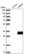 Transmembrane P24 Trafficking Protein 6 antibody, NBP1-81161, Novus Biologicals, Western Blot image 