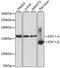 ELKS/RAB6-Interacting/CAST Family Member 1 antibody, A9509, ABclonal Technology, Western Blot image 