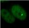 Transcription Factor EB antibody, FNab08627, FineTest, Immunofluorescence image 