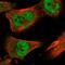 Zinc Finger Protein 567 antibody, PA5-54934, Invitrogen Antibodies, Immunofluorescence image 