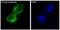 Melanoma Cell Adhesion Molecule antibody, M01683-1, Boster Biological Technology, Immunofluorescence image 