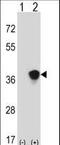 Mitogen-Activated Protein Kinase Kinase 3 antibody, LS-C164444, Lifespan Biosciences, Western Blot image 