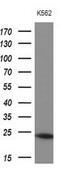 Myosin Light Chain 4 antibody, MA5-26905, Invitrogen Antibodies, Western Blot image 