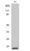 Mitochondrial Ribosomal Protein L14 antibody, PA5-51008, Invitrogen Antibodies, Western Blot image 