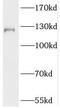 SLC4A4 antibody, FNab07967, FineTest, Western Blot image 