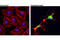 Caspase 9 antibody, 20750S, Cell Signaling Technology, Immunofluorescence image 