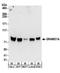 GRAM Domain Containing 1A antibody, A304-160A, Bethyl Labs, Western Blot image 