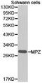 Myelin Protein Zero antibody, PA5-37379, Invitrogen Antibodies, Western Blot image 