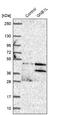 WDVCF antibody, NBP1-81787, Novus Biologicals, Western Blot image 