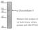 Glucosidase II Alpha Subunit antibody, ADI-VAP-PT034-C, Enzo Life Sciences, Western Blot image 