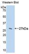 Cytochrome P450 Family 1 Subfamily A Member 2 antibody, LS-C293630, Lifespan Biosciences, Western Blot image 