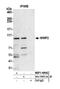 WW Domain Containing E3 Ubiquitin Protein Ligase 2 antibody, NBP1-49942, Novus Biologicals, Western Blot image 