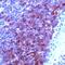 CD79a antibody, PA5-32333, Invitrogen Antibodies, Immunohistochemistry frozen image 