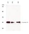 Claudin 11 antibody, A08381S198, Boster Biological Technology, Western Blot image 