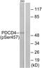 Programmed Cell Death 4 antibody, PA5-38806, Invitrogen Antibodies, Western Blot image 