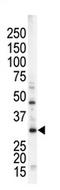 Edpk antibody, AP13930PU-N, Origene, Western Blot image 