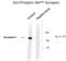 Synapsin I antibody, XPS-1026, ProSci, Western Blot image 