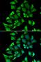 Ectonucleoside triphosphate diphosphohydrolase 2 antibody, LS-C334810, Lifespan Biosciences, Immunofluorescence image 