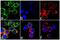 Cytotoxic T-Lymphocyte Associated Protein 4 antibody, 702534, Invitrogen Antibodies, Immunofluorescence image 