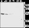 Potassium Voltage-Gated Channel Subfamily J Member 13 antibody, GTX16698, GeneTex, Western Blot image 