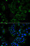 Drebrin 1 antibody, MBS9126870, MyBioSource, Immunofluorescence image 