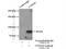 CCR4-NOT Transcription Complex Subunit 10 antibody, 15938-1-AP, Proteintech Group, Immunoprecipitation image 