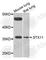 Syntaxin 11 antibody, A8169, ABclonal Technology, Western Blot image 