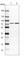 Heat Shock Protein Family A (Hsp70) Member 1A antibody, HPA052504, Atlas Antibodies, Western Blot image 