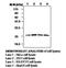 Peroxiredoxin 2 antibody, orb96156, Biorbyt, Western Blot image 