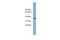 Phospholipid Scramblase 3 antibody, PA5-44769, Invitrogen Antibodies, Western Blot image 