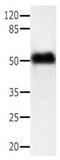 Actin Gamma 1 antibody, orb107318, Biorbyt, Western Blot image 