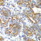 RAS Like Proto-Oncogene B antibody, A6714, ABclonal Technology, Immunohistochemistry paraffin image 