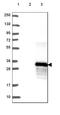 Tetraspanin 12 antibody, HPA058244, Atlas Antibodies, Western Blot image 