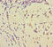 Tudor Domain Containing 3 antibody, LS-C679769, Lifespan Biosciences, Immunohistochemistry paraffin image 