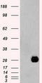 Neurogenin 1 antibody, CF500355, Origene, Western Blot image 