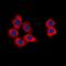 BR Serine/Threonine Kinase 1 antibody, orb74819, Biorbyt, Immunofluorescence image 