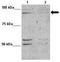 MAP7 Domain Containing 1 antibody, GTX44977, GeneTex, Western Blot image 