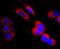 Interleukin 7 antibody, NBP2-67277, Novus Biologicals, Immunofluorescence image 