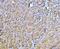 CD45 antibody, A00555-4, Boster Biological Technology, Immunohistochemistry paraffin image 