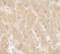 Tripartite Motif Containing 33 antibody, 7385, ProSci, Immunohistochemistry frozen image 