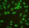 Heterogeneous Nuclear Ribonucleoprotein L antibody, A03769, Boster Biological Technology, Immunofluorescence image 