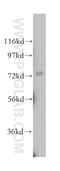 Neurolysin antibody, 14763-1-AP, Proteintech Group, Western Blot image 