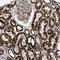 Translational Activator Of Cytochrome C Oxidase I antibody, NBP1-88160, Novus Biologicals, Immunohistochemistry frozen image 