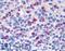 Peptidoglycan Recognition Protein 1 antibody, LS-B4940, Lifespan Biosciences, Immunohistochemistry paraffin image 