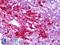 Neuropeptide Y antibody, LS-B6388, Lifespan Biosciences, Immunohistochemistry frozen image 