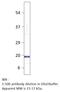 Interleukin 32 antibody, MBS540389, MyBioSource, Western Blot image 