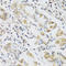 Resistin antibody, LS-C408434, Lifespan Biosciences, Immunohistochemistry frozen image 