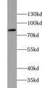 Aconitase 2 antibody, FNab00088, FineTest, Western Blot image 