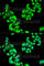 Inhibitor Of Nuclear Factor Kappa B Kinase Subunit Beta antibody, A2087, ABclonal Technology, Immunofluorescence image 